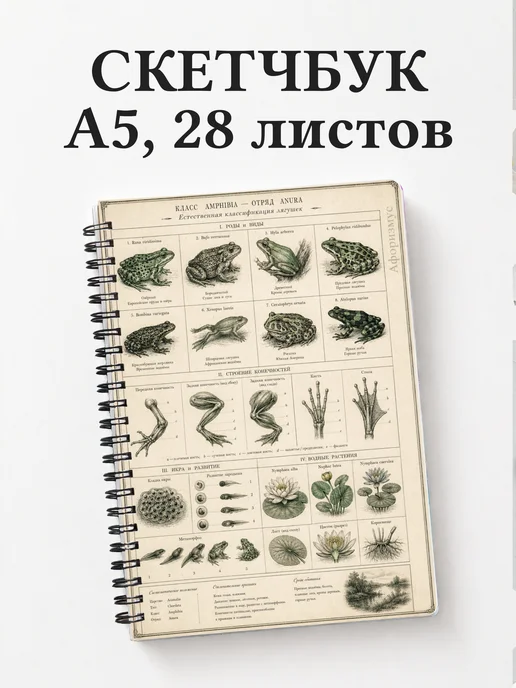 Скетчбук Лягушки