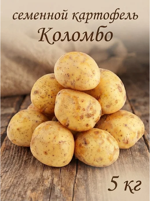 Семенной картофель на посадку Коломбо 5 кг, 5 кг, фото 2