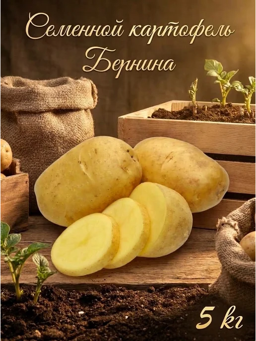 Семенной картофель на посадку Бернина 5 кг, 5 кг, фото 2
