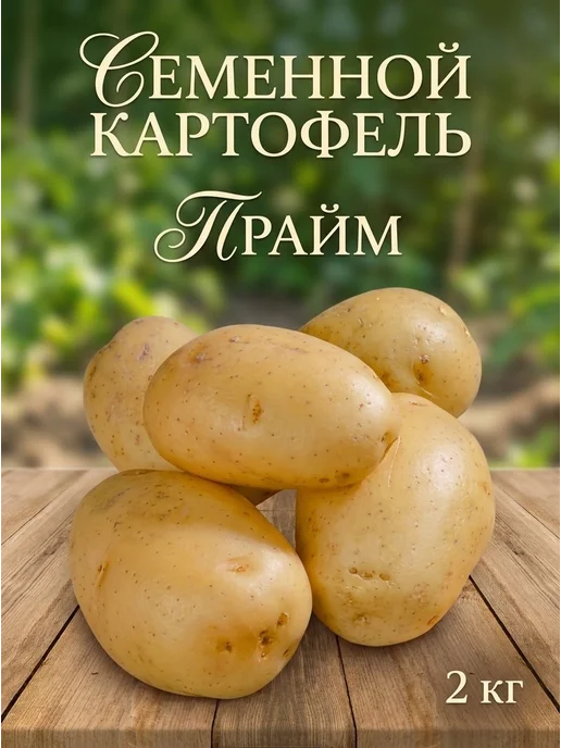 Семенной картофель на посадку Прайм 2 кг, 2 кг, фото 2