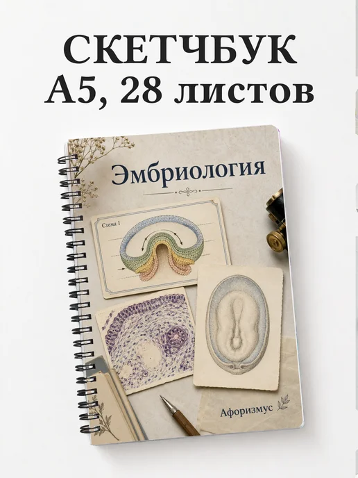 Скетчбук Эмбриология