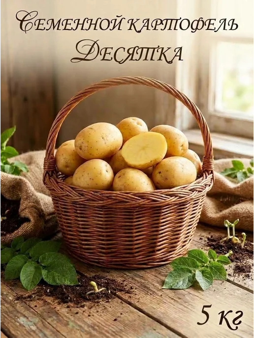 Семенной картофель на посадку Десятка 5 кг, 5 кг, десятка, фото 3