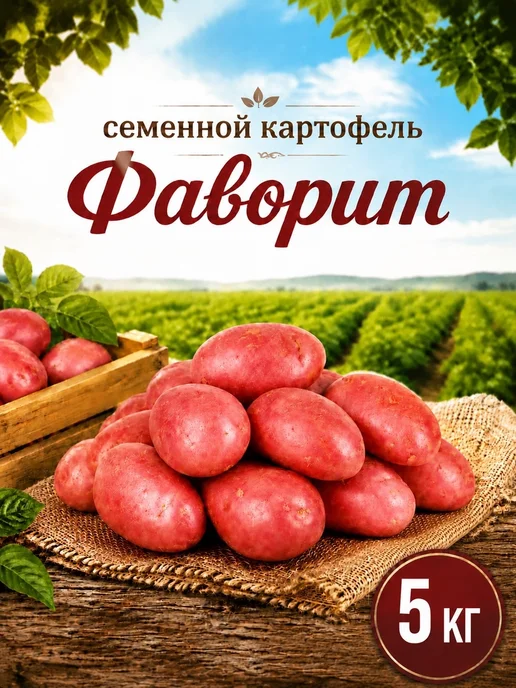 Семенной картофель на посадку Фаворит 5 кг, 5 кг, фото 2
