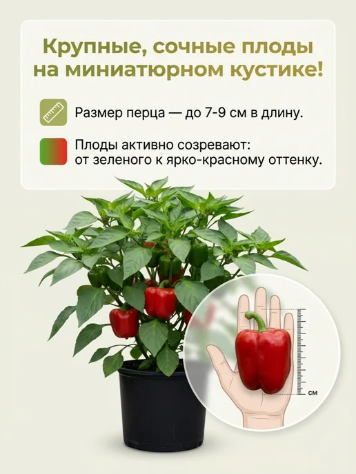 Семена Перца Винни-Пух для подоконника, вариант, фото 2