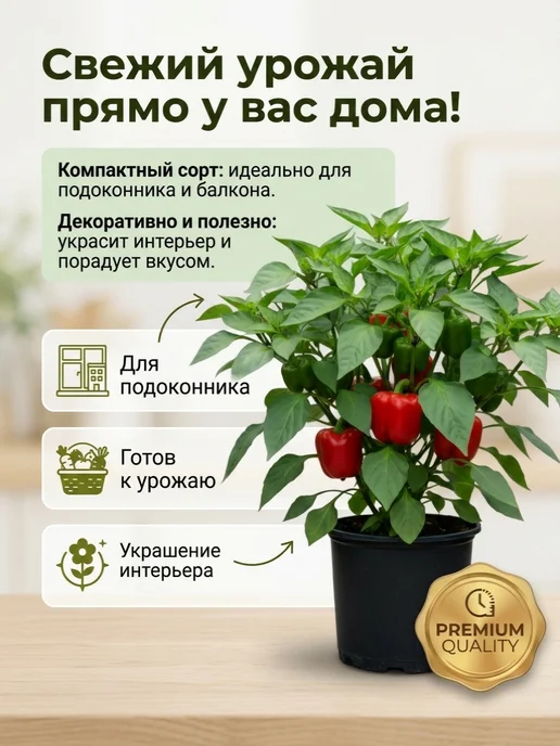 Семена Перца Винни-Пух для подоконника, вариант, фото 3