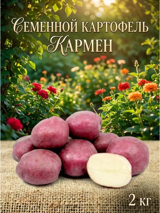 Семенной картофель на посадку Кармен 2 кг, 2 кг, фото 2