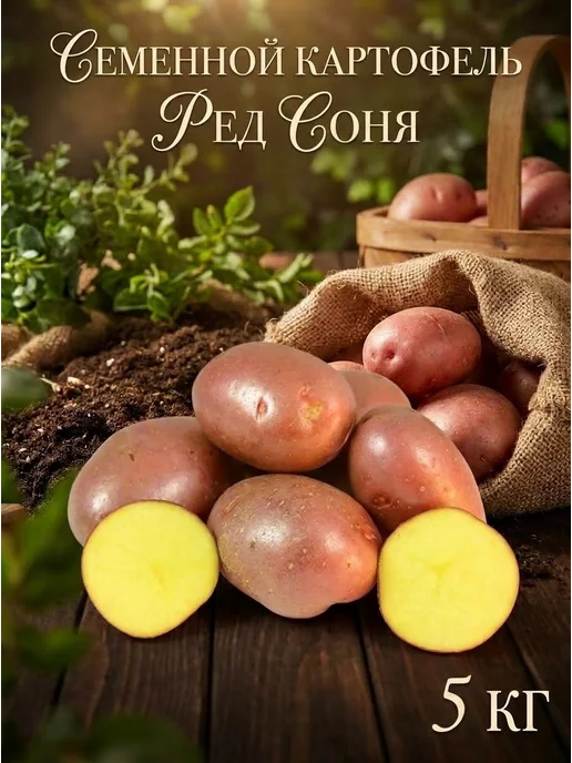 Семенной картофель на посадку Ред Соня 5 кг, 5 кг, фото 3