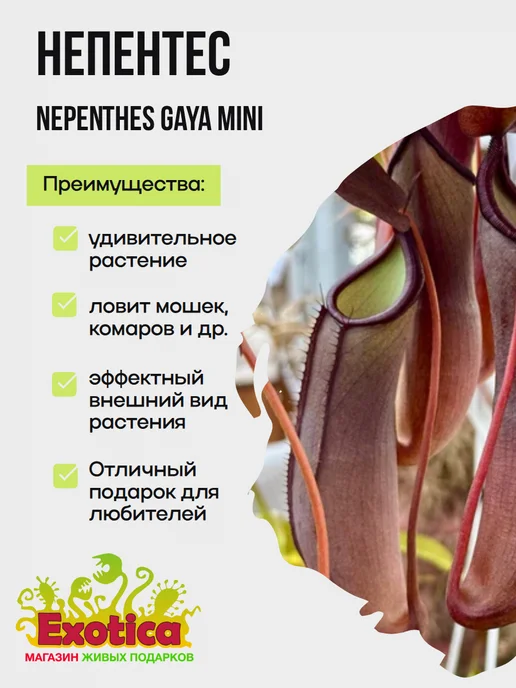 EXOTICA Непентес Ребекка Сопер (Nepenthes Rebecca Soper) D9см, вариант, фото 2