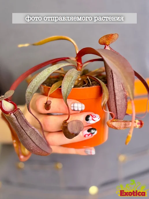 EXOTICA Непентес Ребекка Сопер (Nepenthes Rebecca Soper) D9см, вариант, фото 3