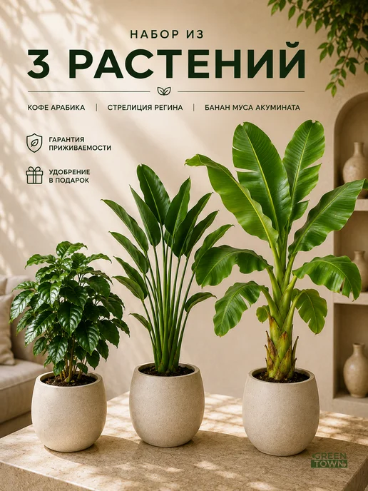 GREEN TOWN Набор Стрелиция,Банан,Кофе живое растение, зеленый