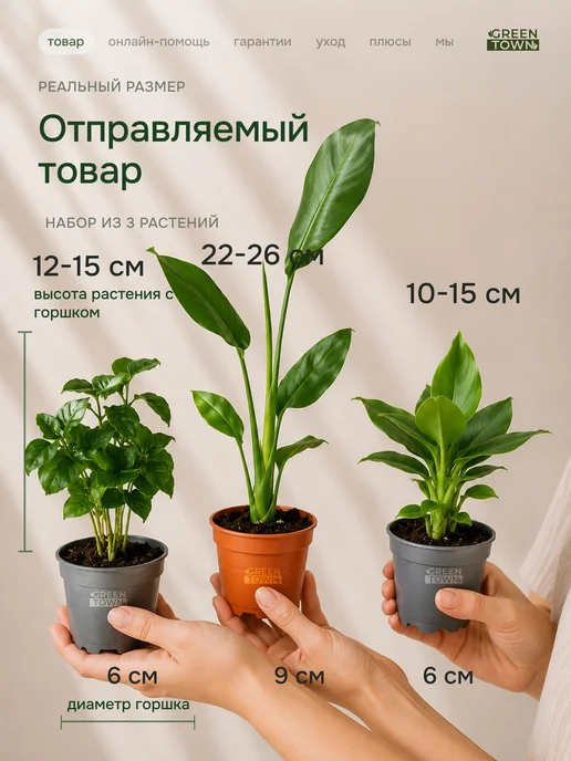GREEN TOWN Набор Стрелиция,Банан,Кофе живое растение, зеленый, фото 2