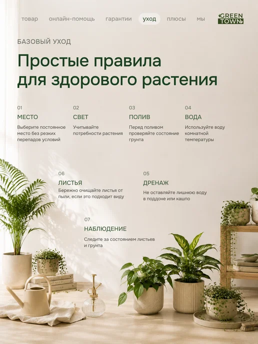 GREEN TOWN Набор Стрелиция,Банан,Кофе живое растение, зеленый, фото 3