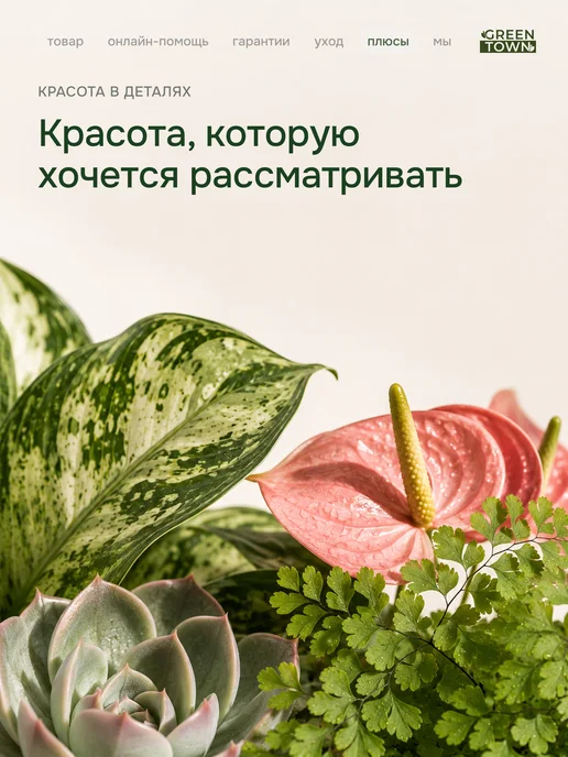 GREEN TOWN Набор Стрелиция,Банан,Кофе живое растение, зеленый, фото 5