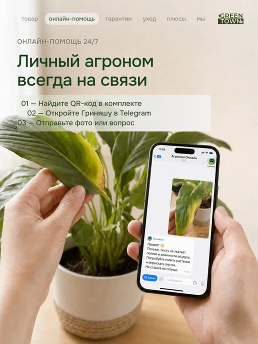 GREEN TOWN Набор Стрелиция,Банан,Кофе живое растение, зеленый, фото 7