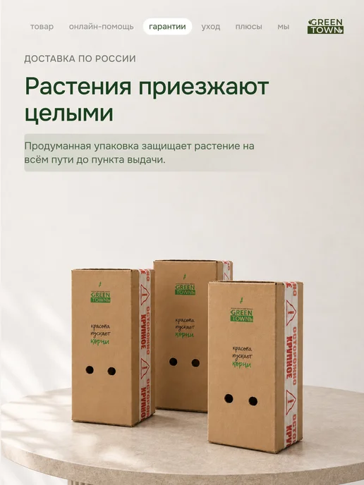 GREEN TOWN Набор Стрелиция,Банан,Кофе живое растение, зеленый, фото 8