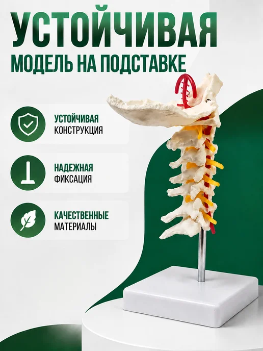 Медтехно Анатомическая модель шейных позвонков макет позвоночника, вариант, фото 7