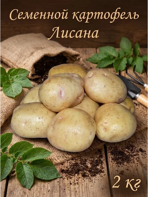 Семенной картофель на посадку Лисана 2 кг, 2 кг, фото 3