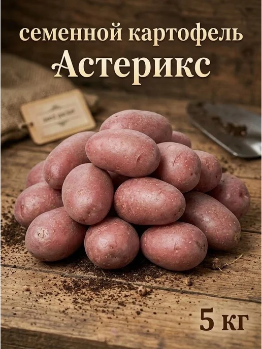 Семенной картофель на посадку Астерикс 2 кг, 5 кг, фото 3