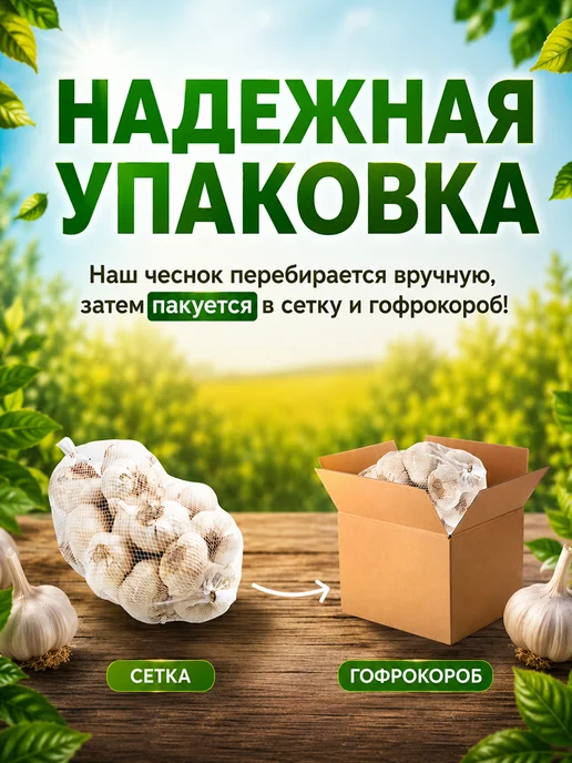 Агромаркет 24 Чеснок озимый на посадку Комсомолец 1 кг, 1 кг, фото 2