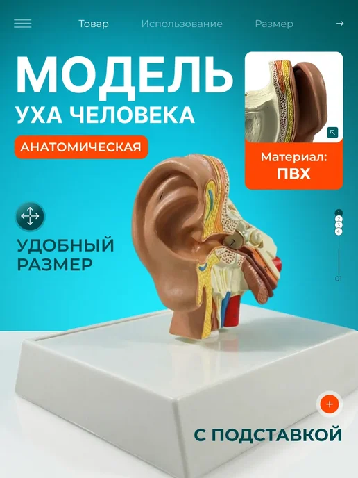 Gran Модель строения человеческого уха, вариант