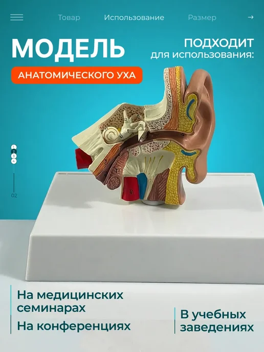 Gran Модель строения человеческого уха, вариант, фото 2