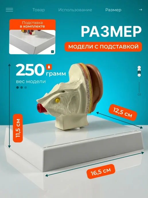 Gran Модель строения человеческого уха, вариант, фото 3