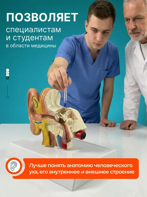 Gran Модель строения человеческого уха, вариант, фото 4