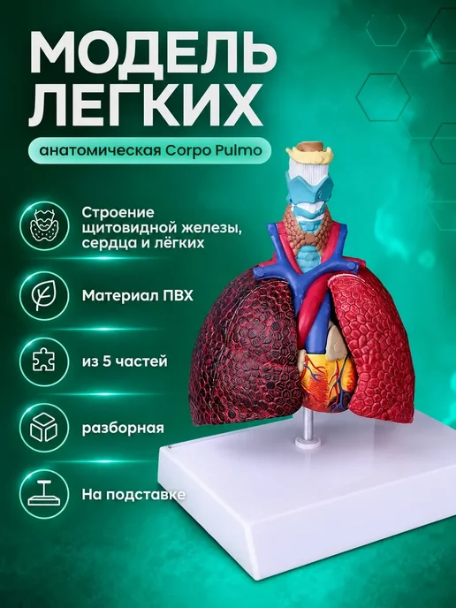Gran Модель лёгких человека для изучения анатомии, вариант