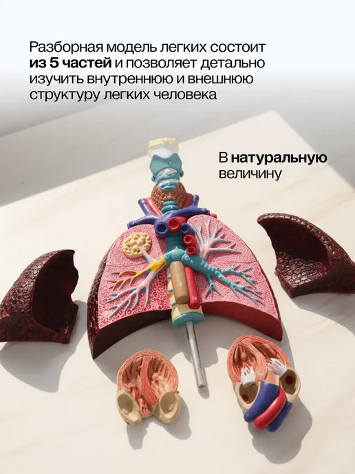 Gran Модель лёгких человека для изучения анатомии, вариант, фото 3