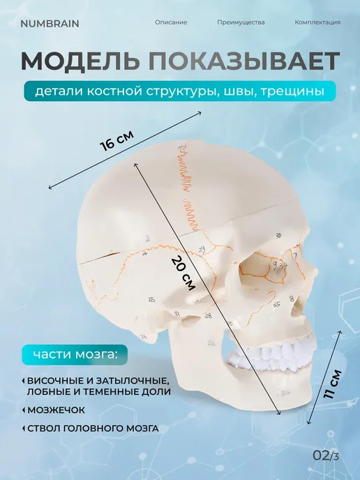 Gran Модель черепа Numbrain пронумерованная с головным мозгом, вариант, фото 2
