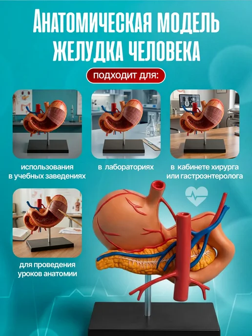 Gran Разборная анатомическая модель желудка человека Corpo Gaster, вариант, фото 2