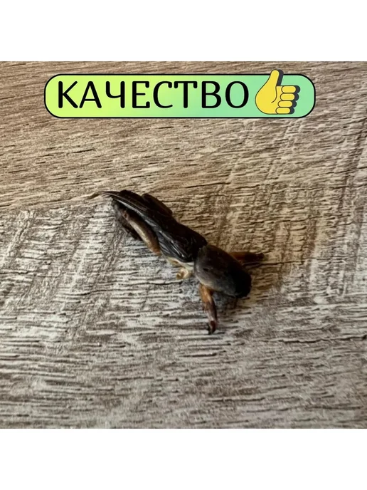 Сушеная азиатская медведка, 90 г, 90 г, фото 2