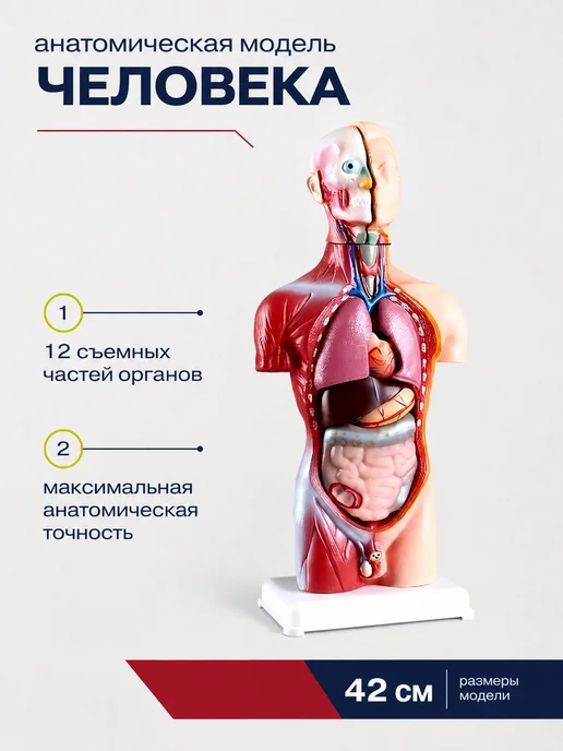 Анатомическая модель человека разборная торс 42 см, вариант