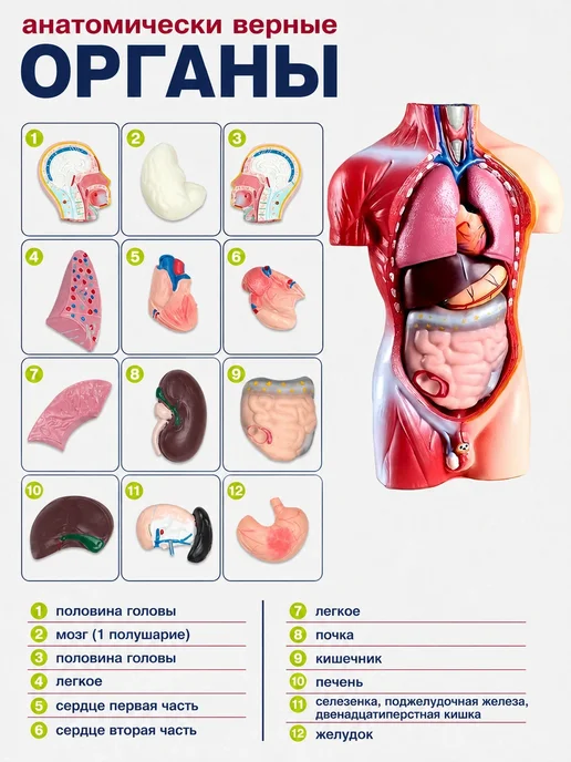 Анатомическая модель человека разборная торс 42 см, вариант, фото 2