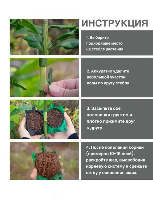 Набор для выращивания, вариант, фото 3