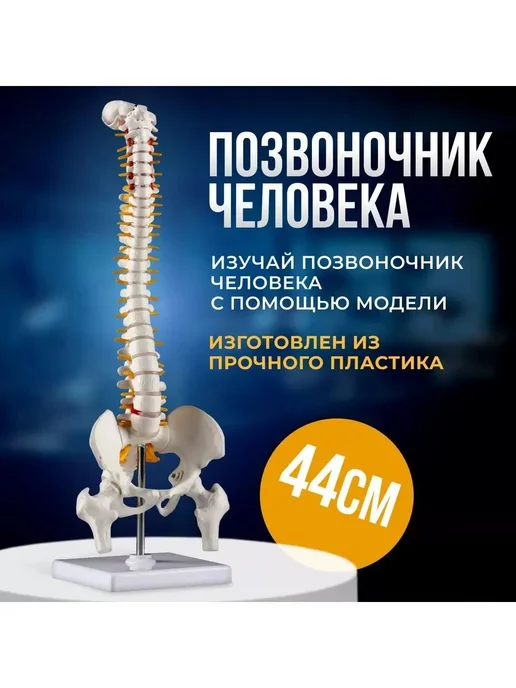 Анатомическая модель позвоночника 45 см, вариант