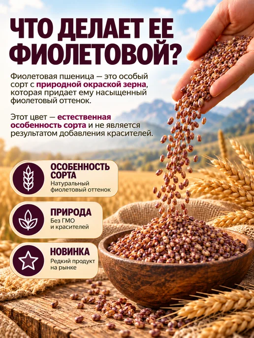 Зеленые решения Пшеница фиолетовая для проращивания 1 кг, 1 кг, фото 2