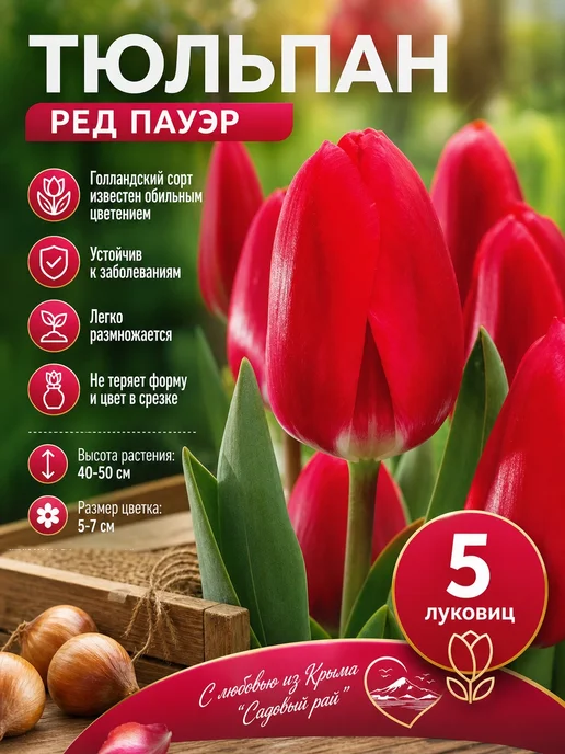 Тюльпан Ред Пауэр, черный