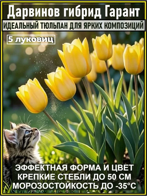 Луковицы тюльпана Дарвинов гибрид Гарант 7 шт, 5 шт