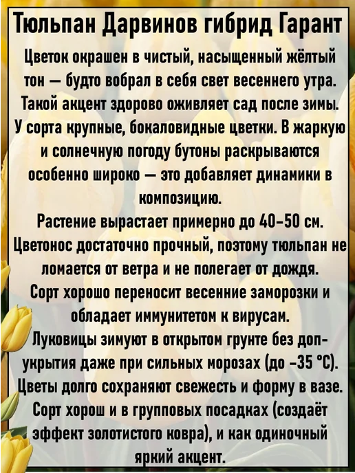 Луковицы тюльпана Дарвинов гибрид Гарант 7 шт, 5 шт, фото 3