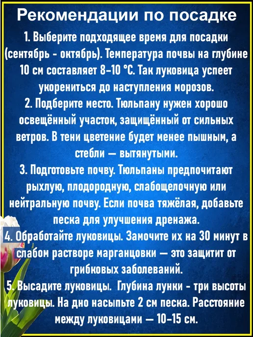 Луковицы тюльпана Дарвинов гибрид Гарант 7 шт, 5 шт, фото 5