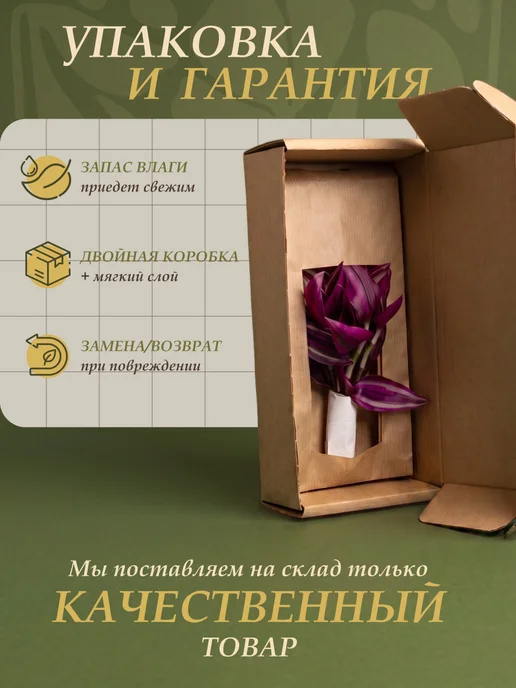 Я ЧЕРЕНОК ЦВЕТОК Пилея Норфолк живое комнатное растение черенки, серый, фото 5