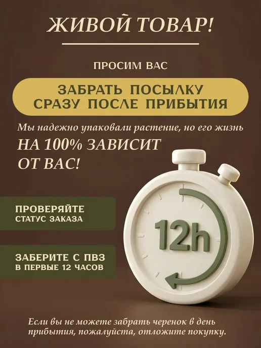 Я ЧЕРЕНОК ЦВЕТОК Пилея Норфолк живое комнатное растение черенки, серый, фото 7