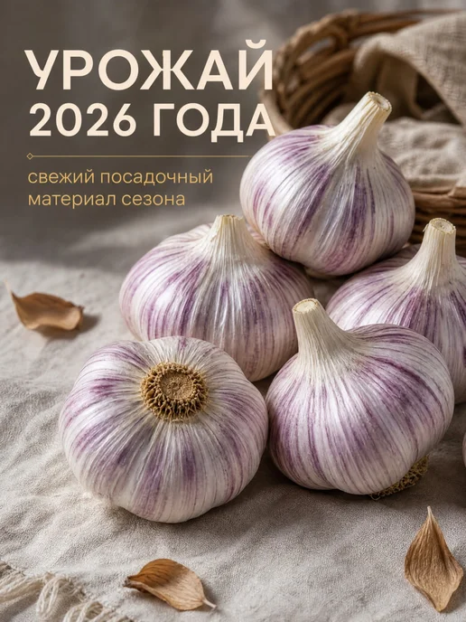 Чеснок на посадку под зиму крупный урожай 2026 (1 головка), серый, фото 2