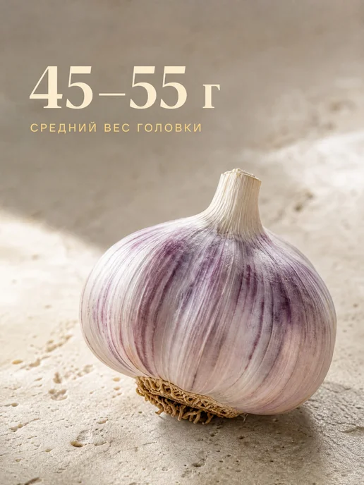 Чеснок на посадку под зиму крупный урожай 2026 (1 головка), серый, фото 3