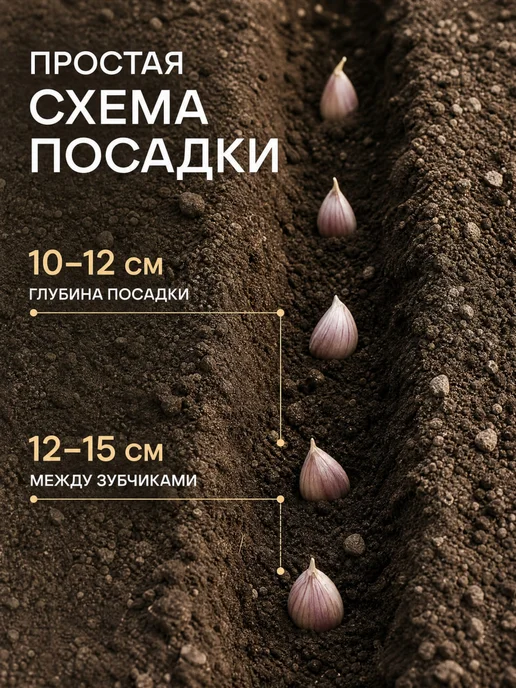 Чеснок на посадку под зиму крупный урожай 2026 (1 головка), серый, фото 8