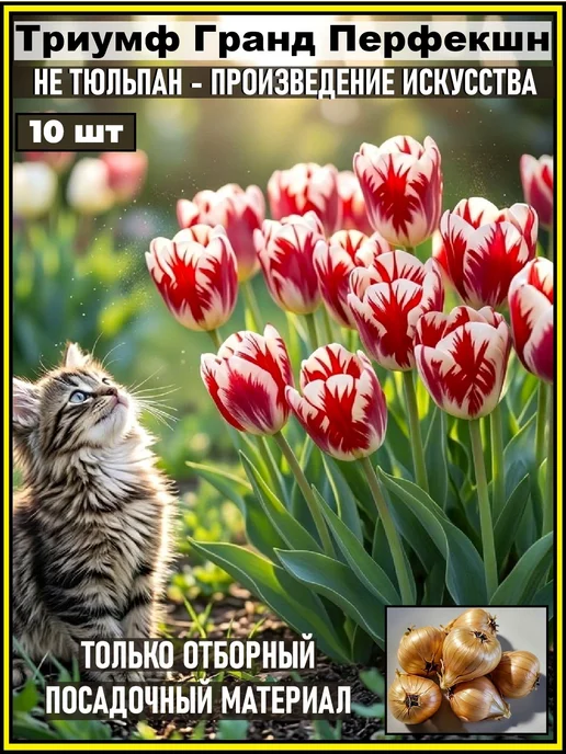 Луковицы тюльпана Триумф Гранд Перфекшн 7 шт, 10 шт
