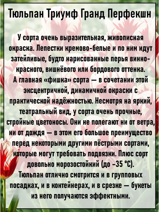 Луковицы тюльпана Триумф Гранд Перфекшн 7 шт, 10 шт, фото 3